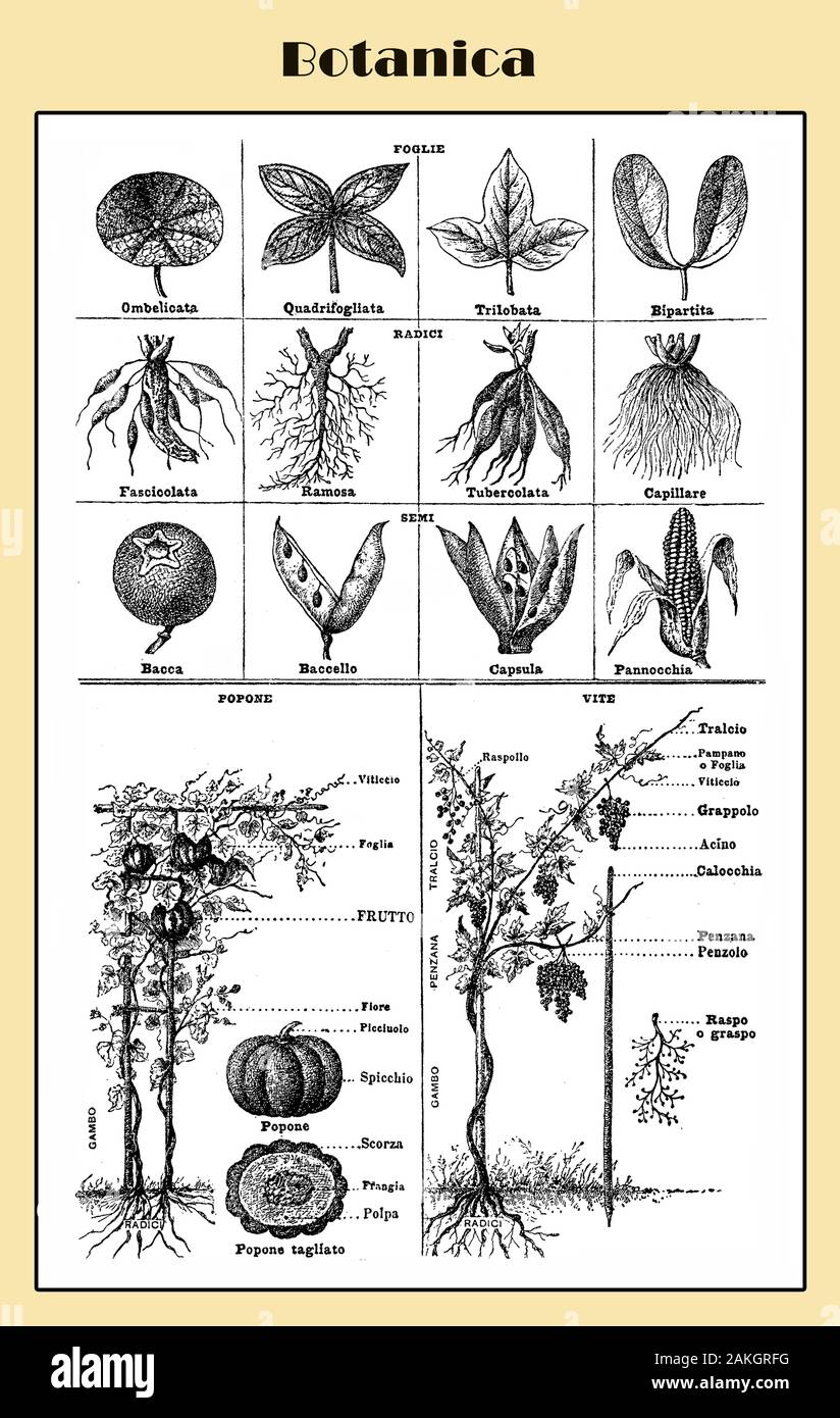 Botanik, illustrierte Italienischen lexikon Tabelle mit der Morphologie, die Struktur und die root-system Stockfoto