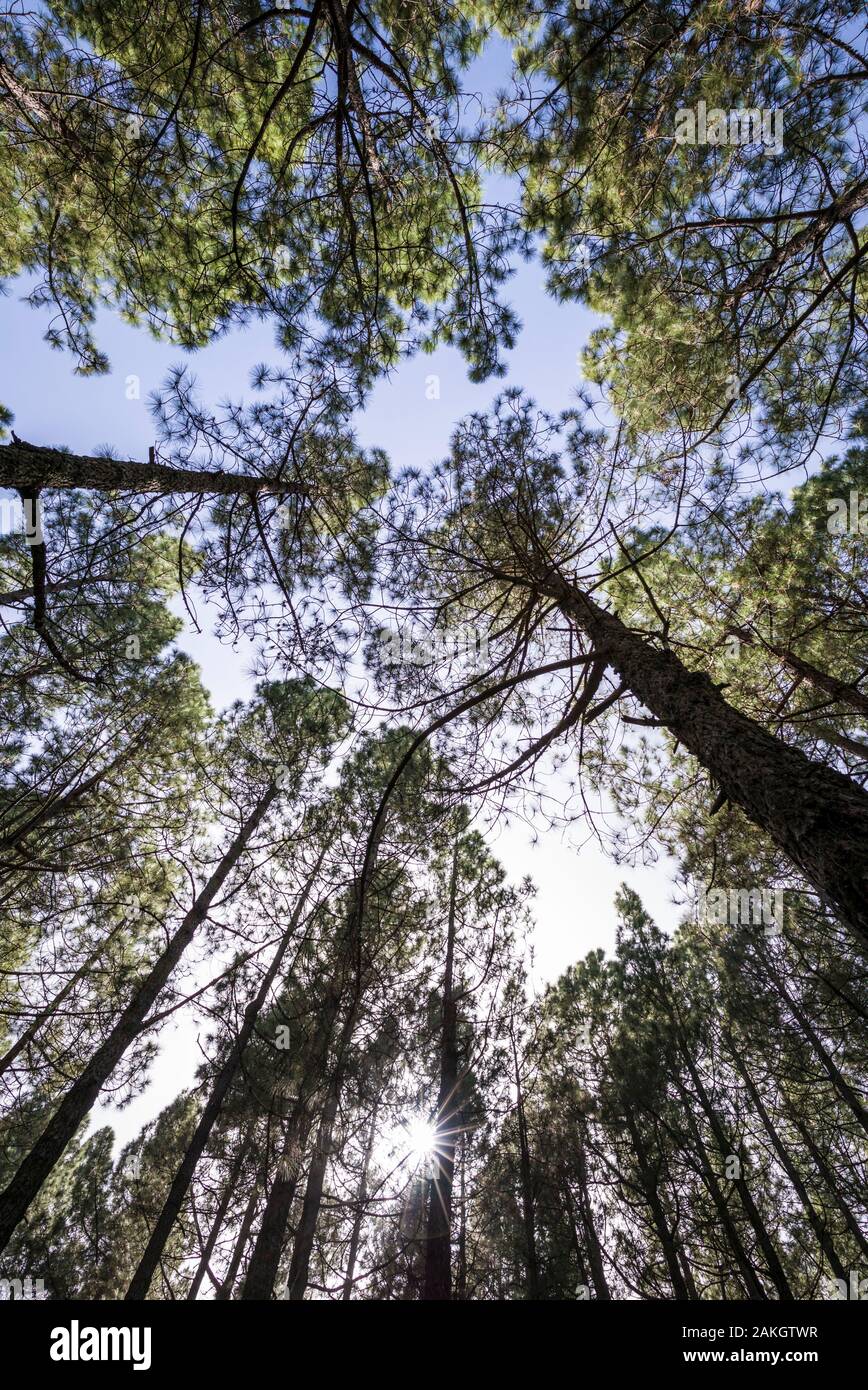 Spanien, Kanarische Inseln, La Palma, Parque Nacional Caldera de Taburiente National Park, Wald wachsen in der alten Lavafeld Stockfoto