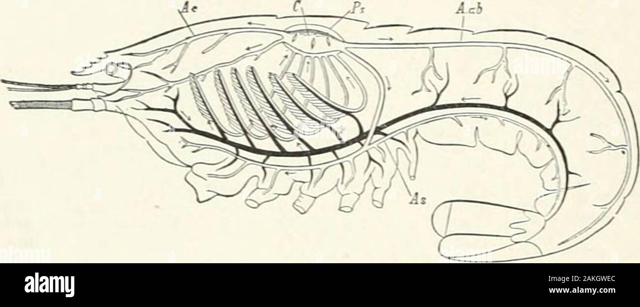 Eine Referenz Handbuch der medizinischen Wissenschaften, umfasst das gesamte Spektrum der wissenschaftlichen und praktischen Medizin und verwandter Wissenschaften. der niedrigeren Formen gibt es keine geeignete Gefäße an allen unddie Blut befindet sich in unregelmäßigen lacunar Räume der theperivisceral Hohlraum. Die sehr differenzierte Typen, likeCephalopods und Arthropoden, im Gegenteil, tlie possessa gut - vaskuläre System entwickelt, bestehend aus einem Herz, Arterien und Venen. Es gibt jedoch eine weitere orless Komplette al) Sinn der kapillare Verbindung an der Peripherie, so dass in einigen Teil oder die Teile des Körpers, die Arterien, deren Inhalt in die Stockfoto