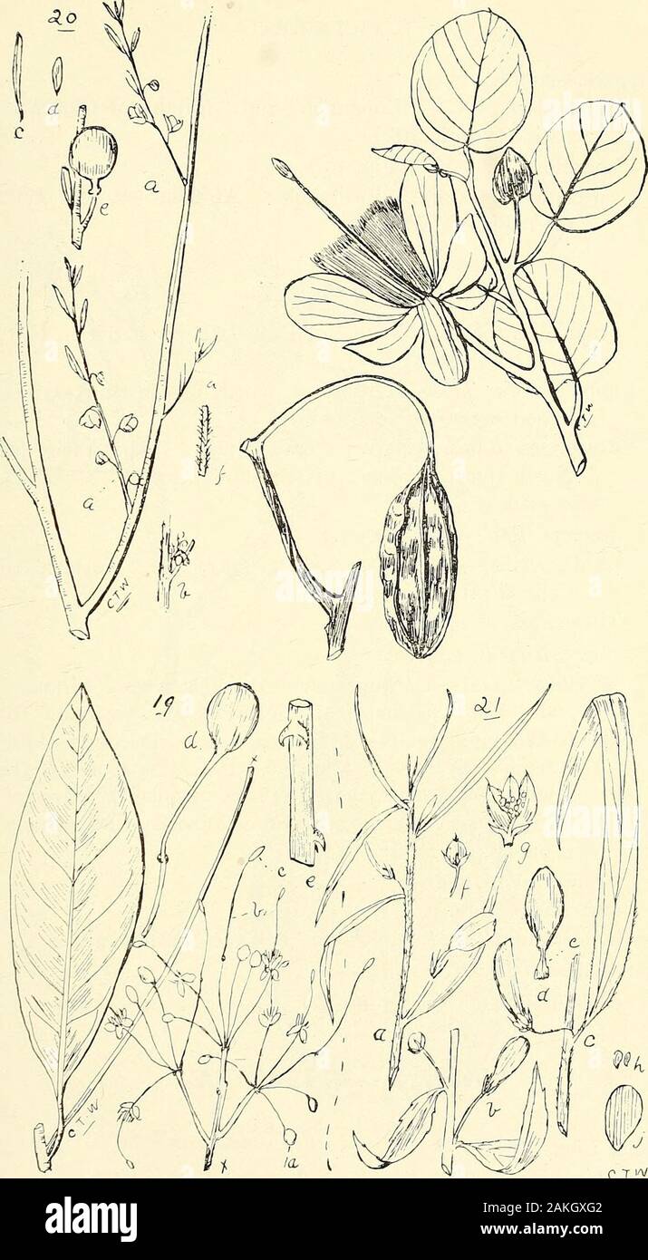 Umfassenden Katalog von Queensland Pflanzen, Einheimische und naturalizedTo, die hinzugefügt sind, soweit bekannt, die Aborigines und anderen volkstümlichen Namen; mit zahlreichen Abbildungen und reichlich Notizen auf die Eigenschaften, Funktionen, &c., der Pflanzen. 19 ter. Capparis areolata, Kaution. (A) (b) Blütenblatt, Staubgefäß, (e) Stengel und Ovar, (d) der vorderen, hinteren und seitlichen Blick auf einen Kelch Ventil, (e), (f) Abschnitt von Saatgut. Ix. CAPPARIDEJE.-X. VIOLARIE ^E. /B 39. 18. Capfaris nummulaeia, DC. 19. C. UBERIFLORA, F. V. M. (a) Fl. Knospen, stipes (b), (c), (d), (e)-Port, einer Zweigniederlassung mit stipularspines, (a) Stockfoto