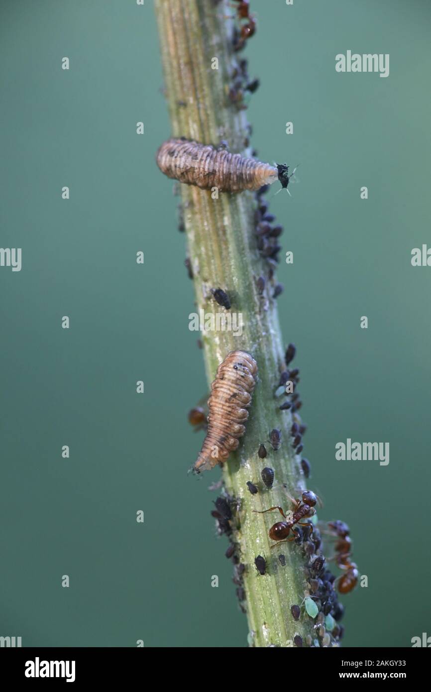 Ameisen melken Honigtau von Blattläusen und Verteidigung Blattläuse Form angreifende hoverfly Maden Stockfoto