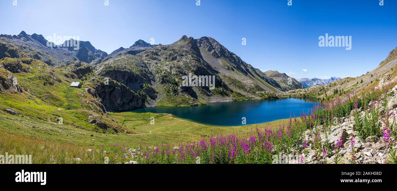 Frankreich, Alpes-Maritimes, Nationalpark Mercantour Park, die Seen von vens, der große Lake Superior (2325 m), Blumen, der großen WEIDENRÖSCHEN oder rosebay Weidenröschen (Chamerion angustifolium) Stockfoto