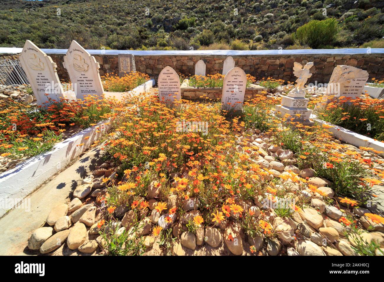 Südafrika, Western Cape, blühenden Friedhof in die cederberge Massiv Stockfoto