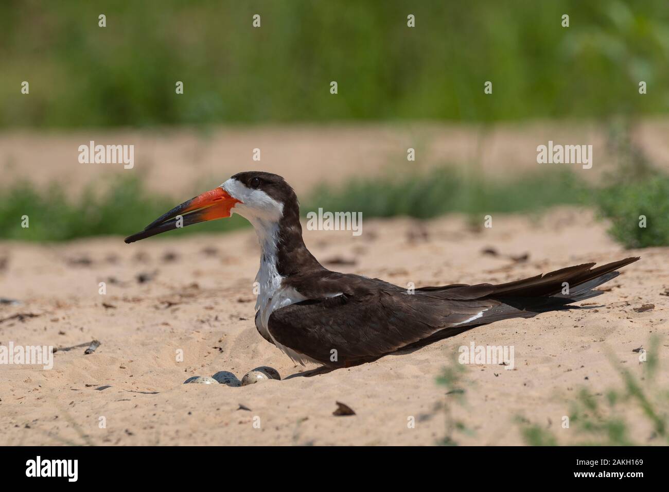 Brasilien, Mato Grosso, Pantanal, Schwarzes Abstreicheisen (Rynchops niger), am Nest Stockfoto