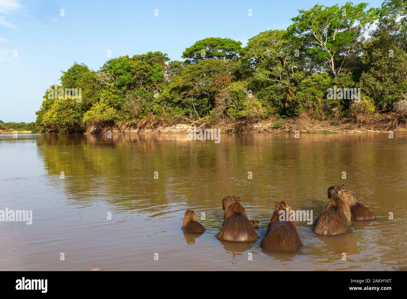 Südamerika, Brasilien, Mato Grosso, Pantanal, das CAPYBARA (Hydrochaeris hydrochaeris) ist das größte Nagetier der Welt Stockfoto