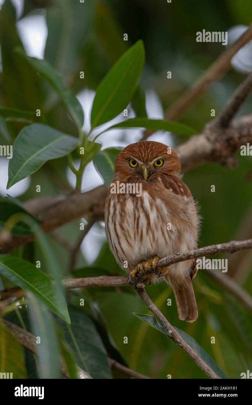 Brasilien, Mato Grosso, Pantanal, eisenhaltige Sperlingskauz (Glaucidium brasilianum), Erwachsene Stockfoto