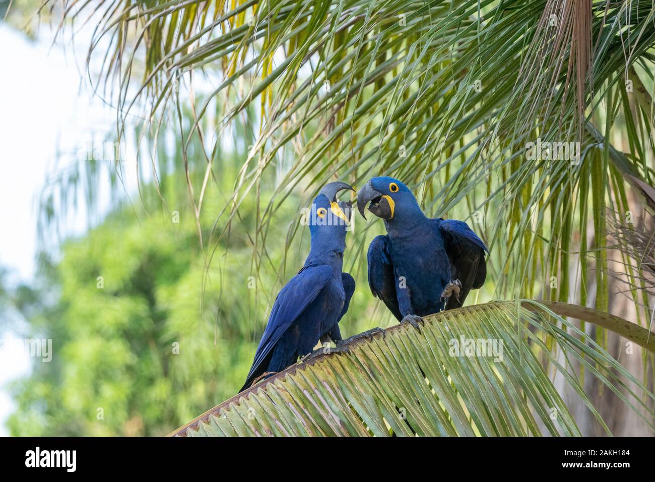 Brasilien, Mato Grosso, Pantanal, Hyazinthara (Anodorhynchus hyacinthinus) Erwachsenen, auf einem Palm Tree gehockt Stockfoto