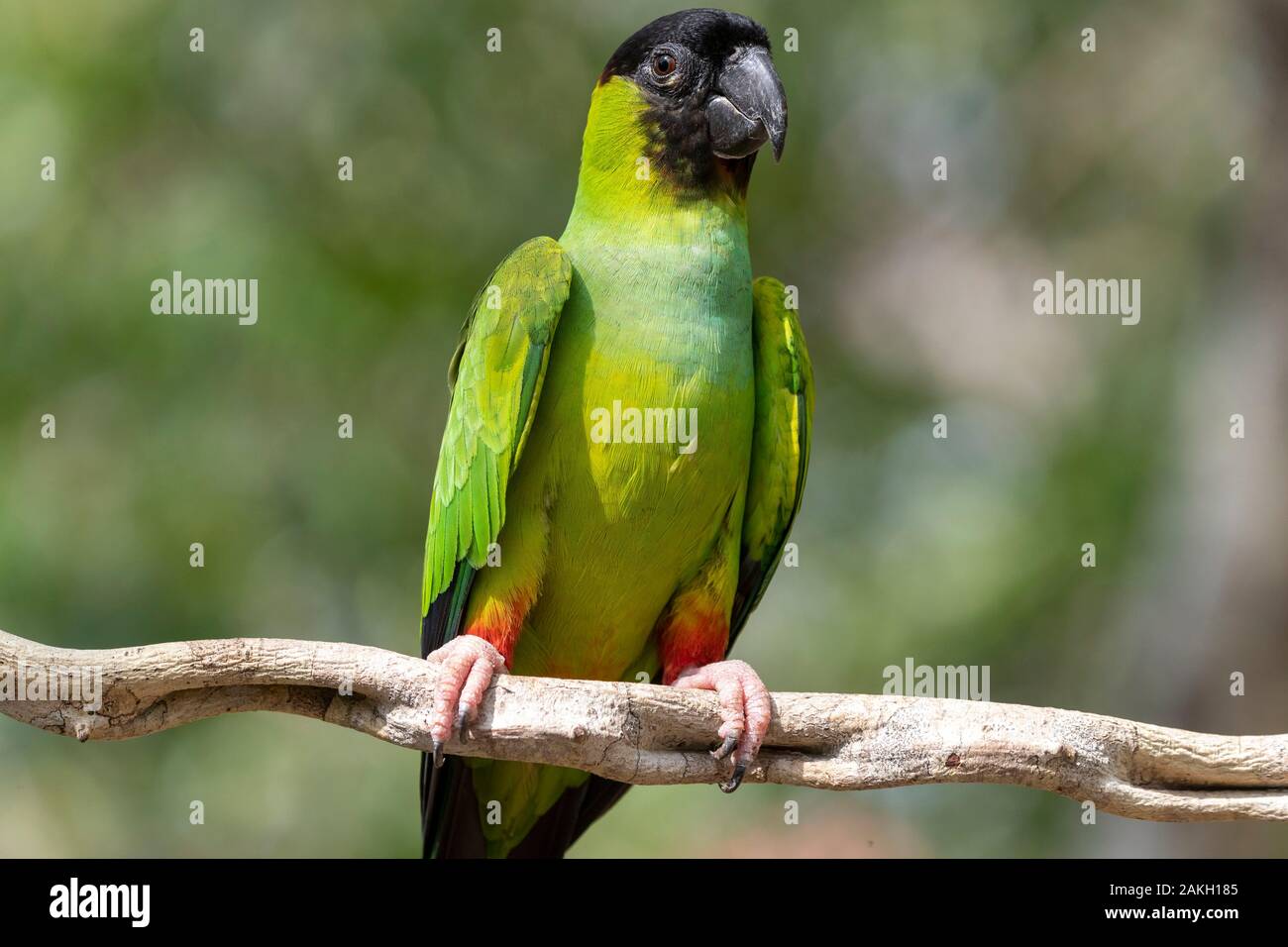 Brasilien, Mato Grosso, Pantanal, Nanday parakeet (Aratinga nenday) Stockfoto