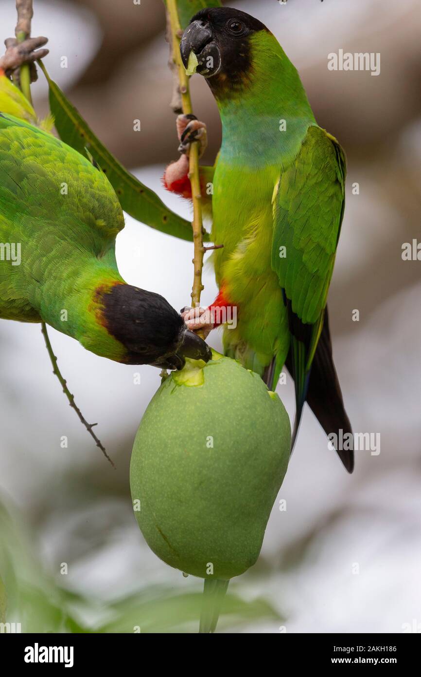 Brasilien, Mato Grosso, Pantanal, Nanday parakeet (Aratinga nenday), Essen eine Mango Stockfoto