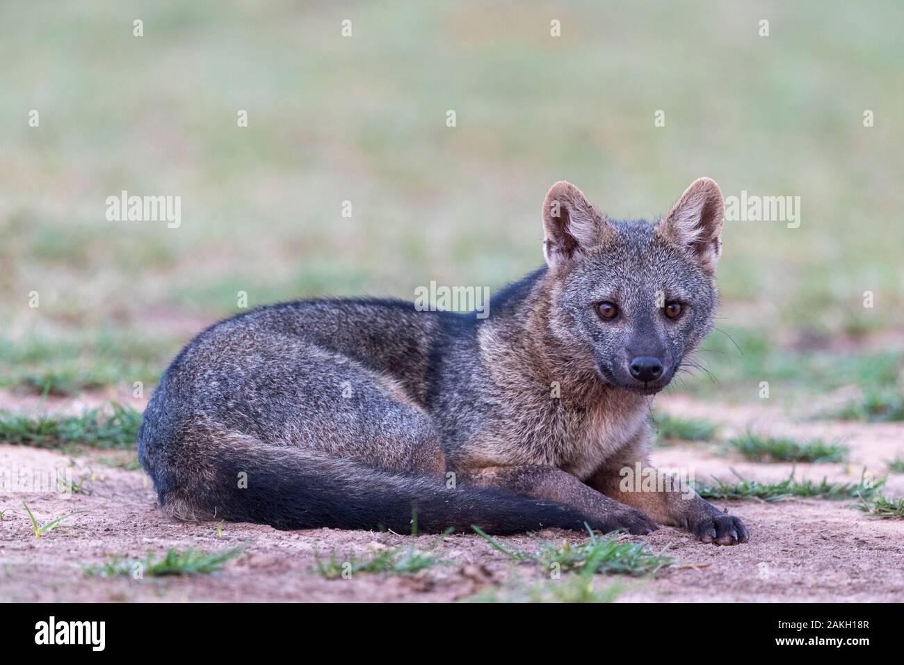 Brasilien, Mato Grosso, Pantanal, Krabbe - Essen fox (Cerdocyon thous) Stockfoto