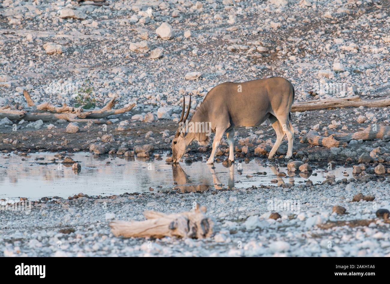 Namibia, Oshana Provinz, Etosha National Park, Cape Eland Stockfoto