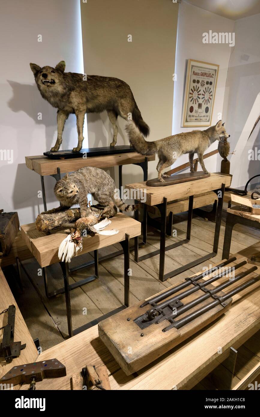 Frankreich, Haute Saône, Champlitte, Schloss vom 18. Jahrhundert, das Museum der Volkskunst und Traditionen, eingebürgerte Wolf, Fuchs und Katze, Batterie von Gewehren, die Wölfe zu töten, aus dem späten 19. und frühen 20. Stockfoto
