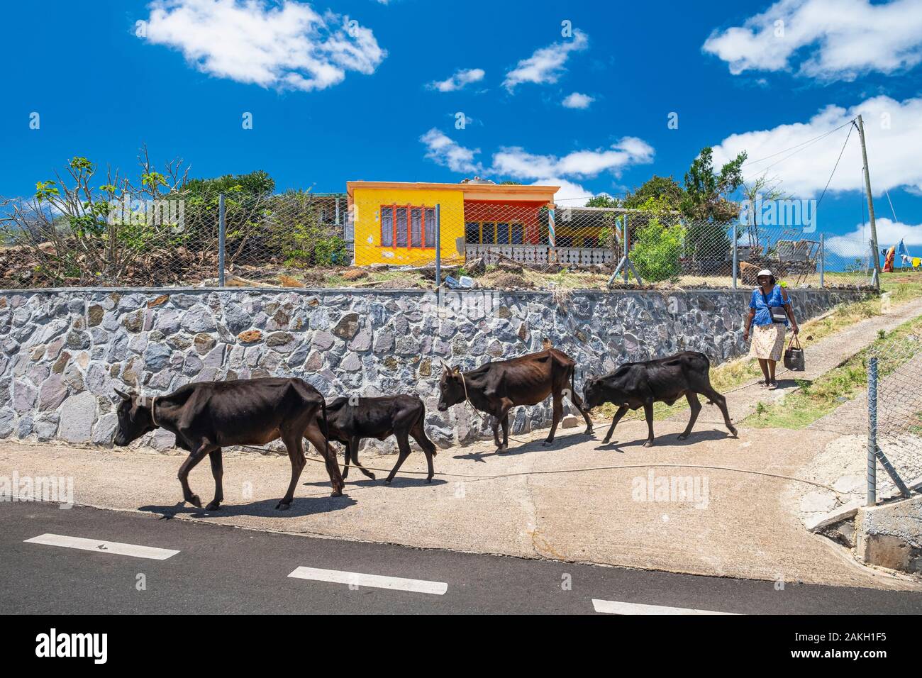 Mauritius, Rodrigues, Grand Baie, Schäferin und ihre Herde Stockfoto