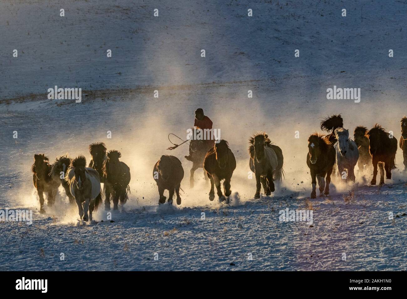 China, Innere Mongolei, Provinz Hebei, Zhangjiakou, Bashang Grasland, mongolischen Reiter führen eine Truppe von Pferde auf einer Wiese von Schnee bedeckt, Stockfoto