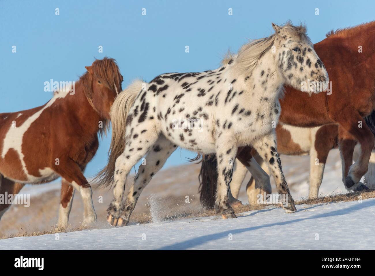 China, Innere Mongolei, Provinz Hebei, Zhangjiakou, horsse Bashang Grünland, auf einer Wiese von Schnee bedeckt Stockfoto