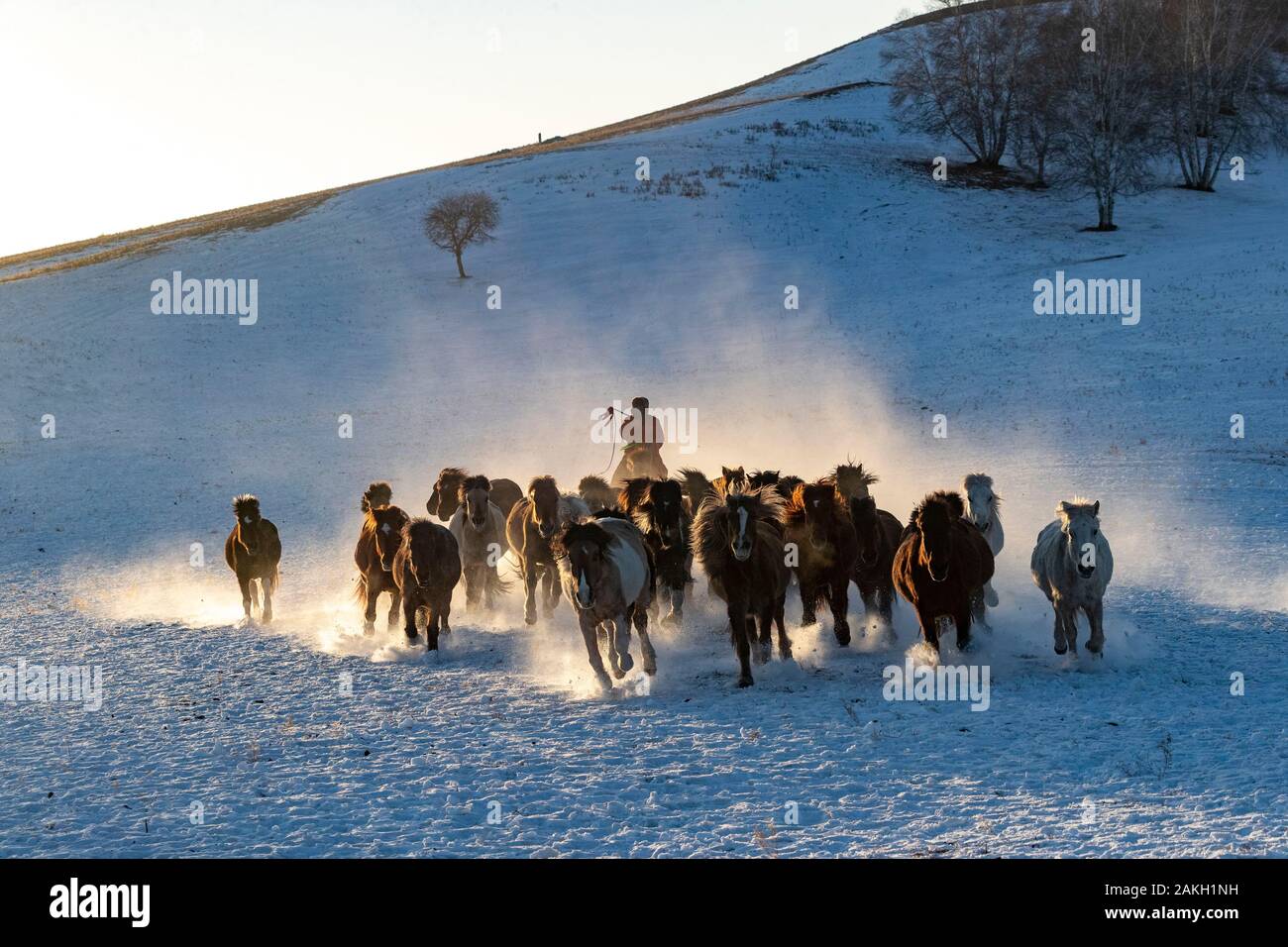 China, Innere Mongolei, Provinz Hebei, Zhangjiakou, Bashang Grasland, mongolischen Reiter führen eine Truppe von Pferde auf einer Wiese von Schnee bedeckt, Stockfoto