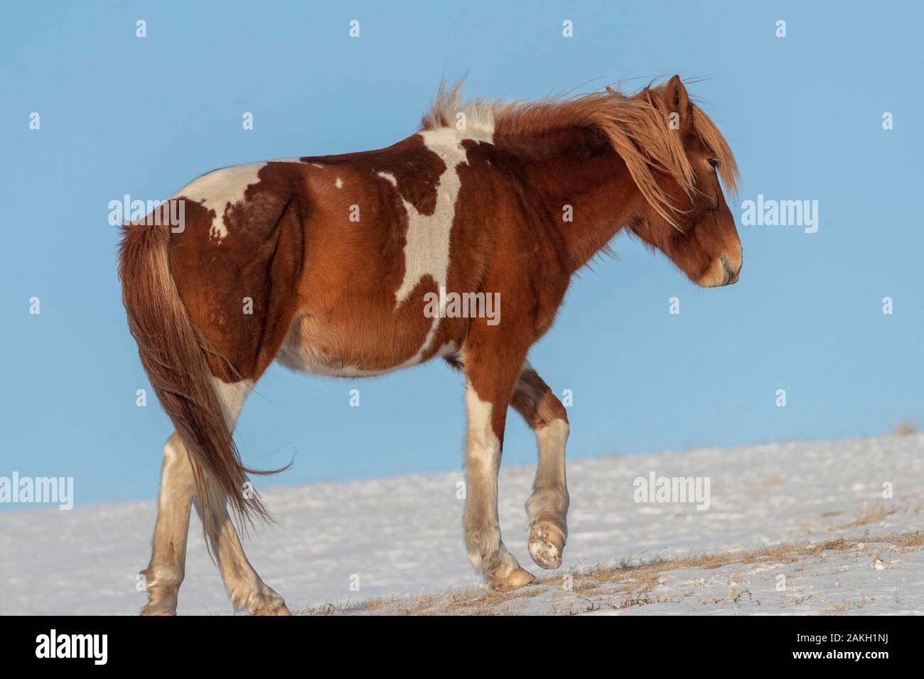 China, Innere Mongolei, Provinz Hebei, Zhangjiakou, Bashang Grasland, ein Pferd in einer Wiese von Schnee bedeckt Stockfoto