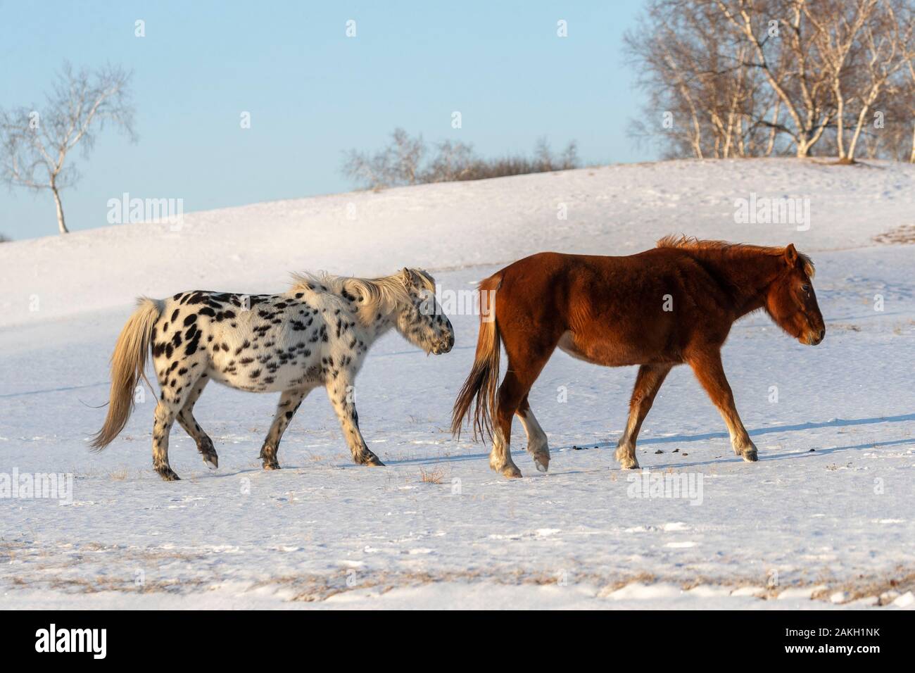 China, Innere Mongolei, Provinz Hebei, Zhangjiakou, horsse Bashang Grünland, auf einer Wiese von Schnee bedeckt Stockfoto