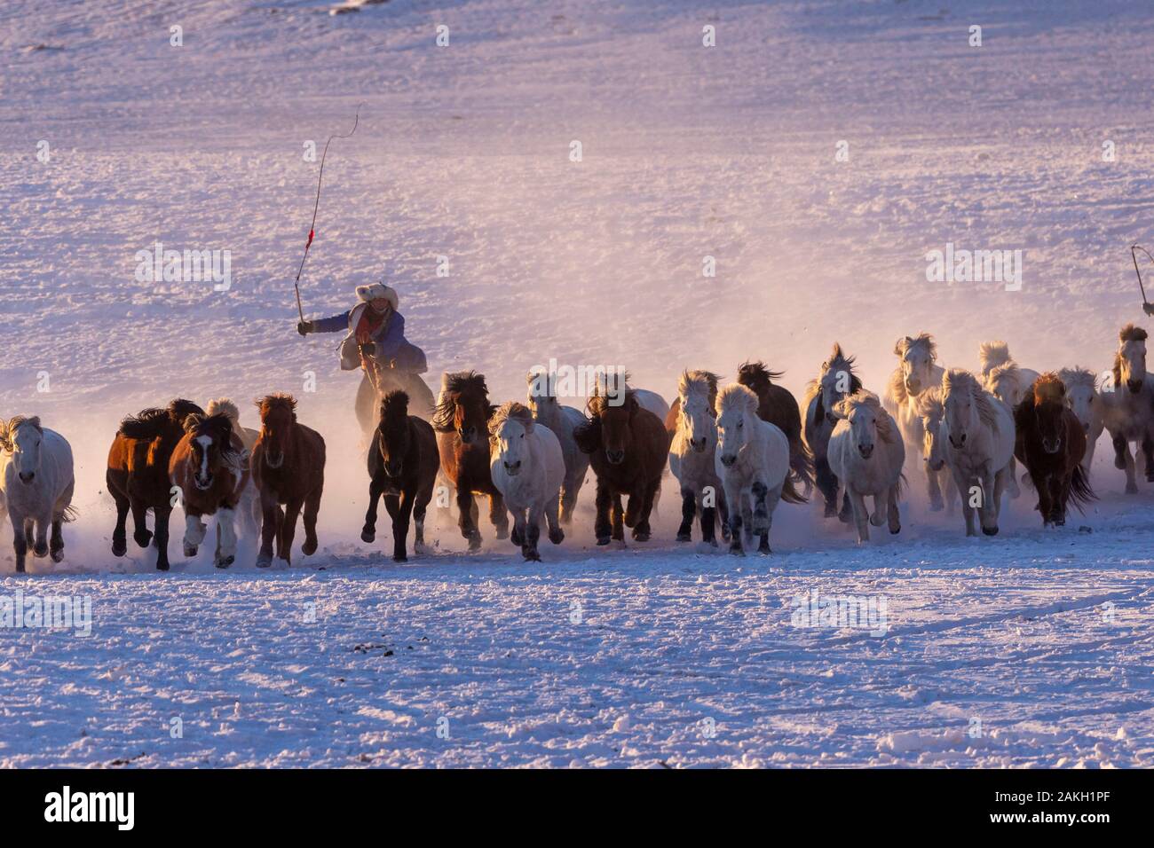 China, Innere Mongolei, Provinz Hebei, Zhangjiakou, Bashang Grasland, mongolischen Reiter führen eine Truppe von Pferde auf einer Wiese von Schnee bedeckt, Stockfoto