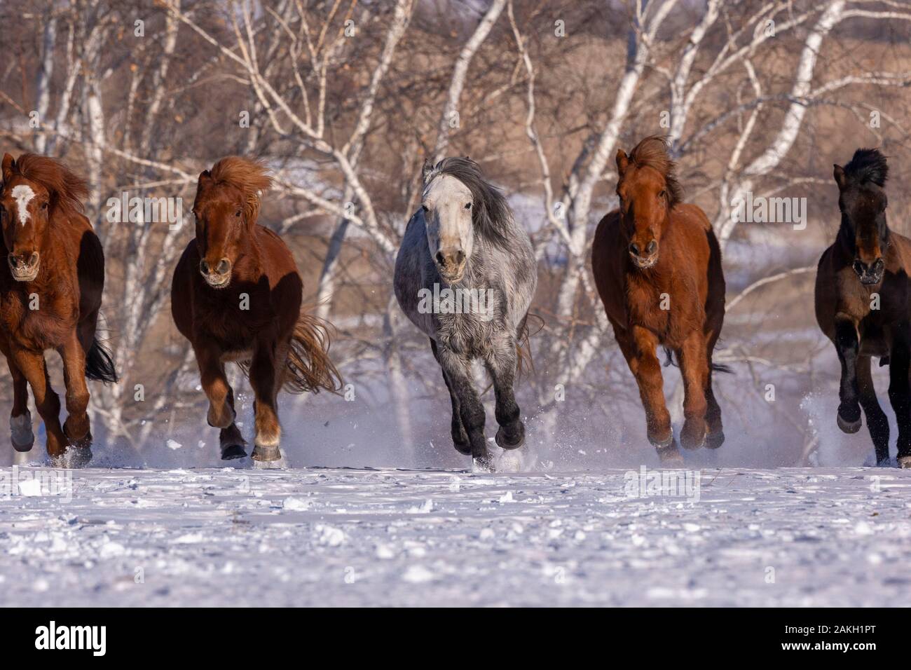 China, Innere Mongolei, Provinz Hebei, Zhangjiakou, Bashang Grünland, Pferde auf einer Wiese von Schnee bedeckt Stockfoto