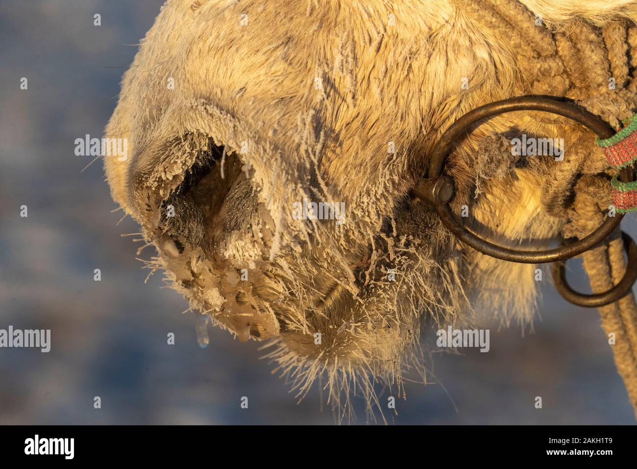 China, Innere Mongolei, Provinz Hebei, Zhangjiakou, Bashang Grasland, ein Pferd in der Kälte Stockfoto