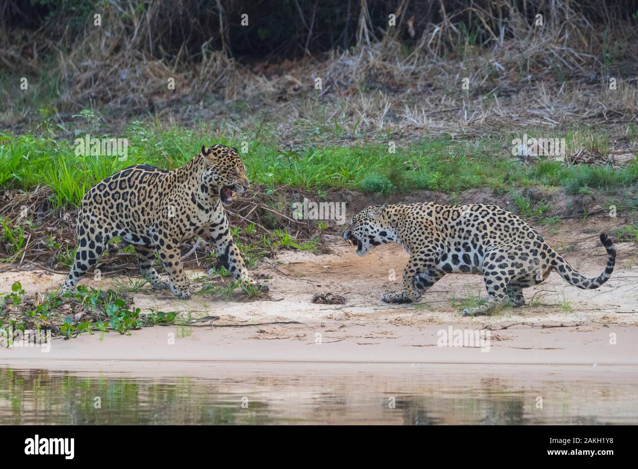 Brasilien, Mato Grosso, Pantanal, Jaguar (Panthera onca), Paarung Sitzung Stockfoto