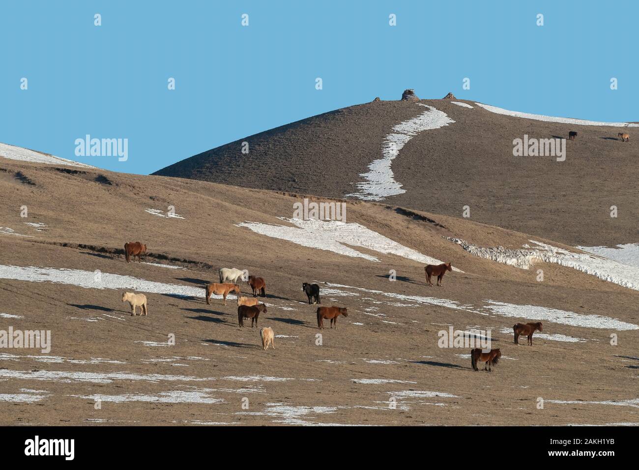 China, Innere Mongolei, Provinz Hebei, Zhangjiakou, Bashang Grasland, Colline Landschaft mit Haustieren Stockfoto