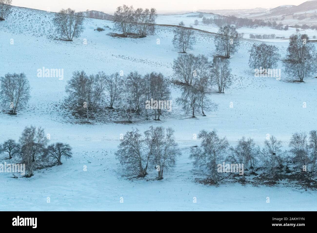 China, Innere Mongolei, Provinz Hebei, Zhangjiakou, Bashang Gräser, Birke Wald Stockfoto