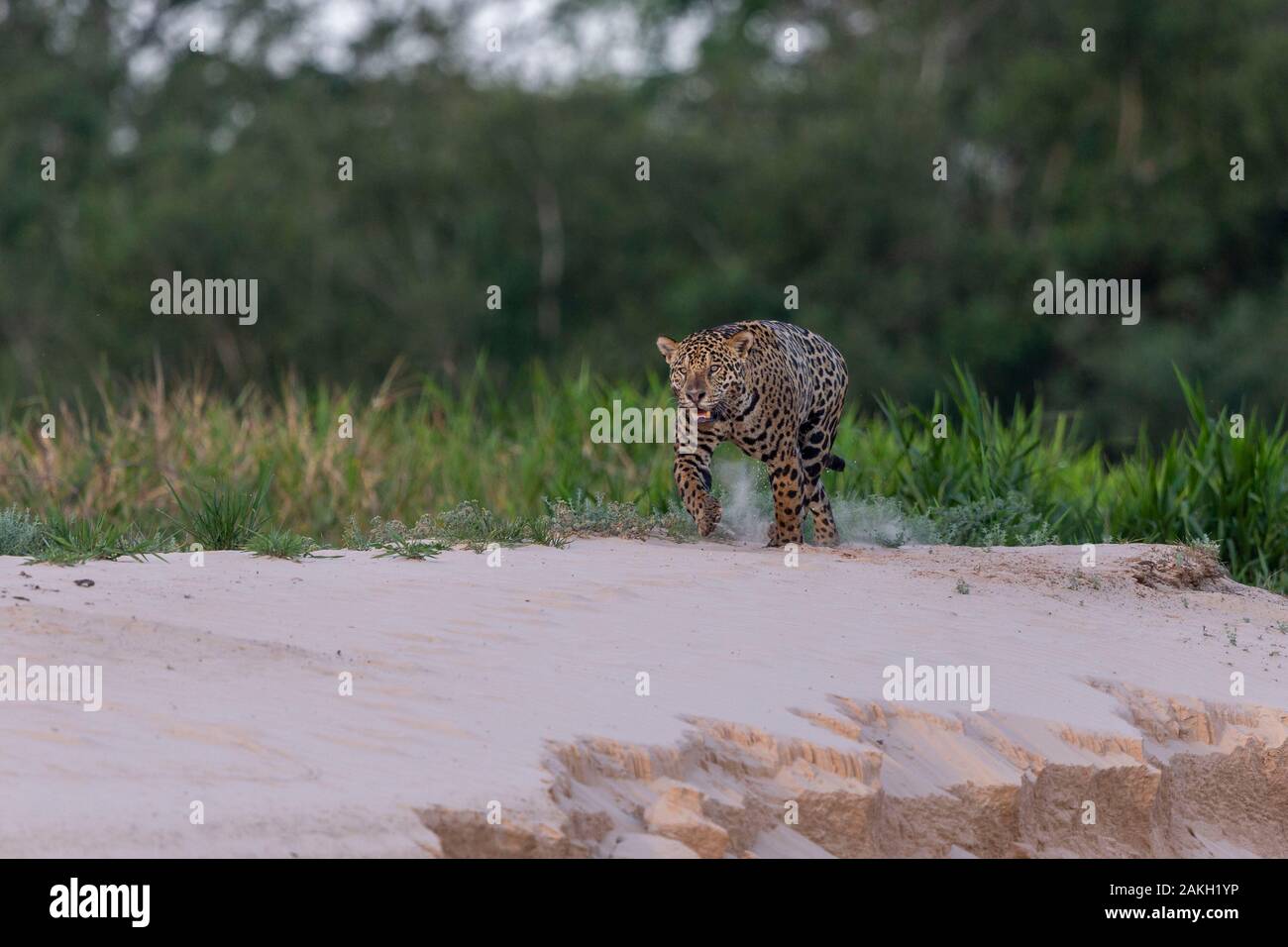 Brasilien, Mato Grosso, Pantanal, Jaguar (Panthera onca), Jagd am Wasser entlang des Rio Stockfoto