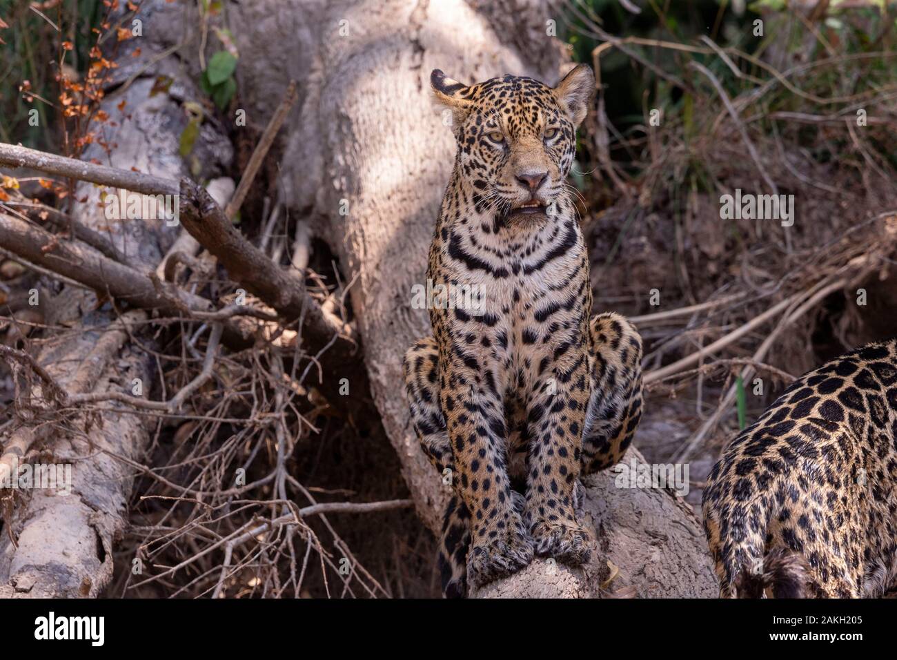 Brasilien, Mato Grosso, Pantanal, Jaguar (Panthera onca), Jagd am Wasser entlang des Rio Stockfoto