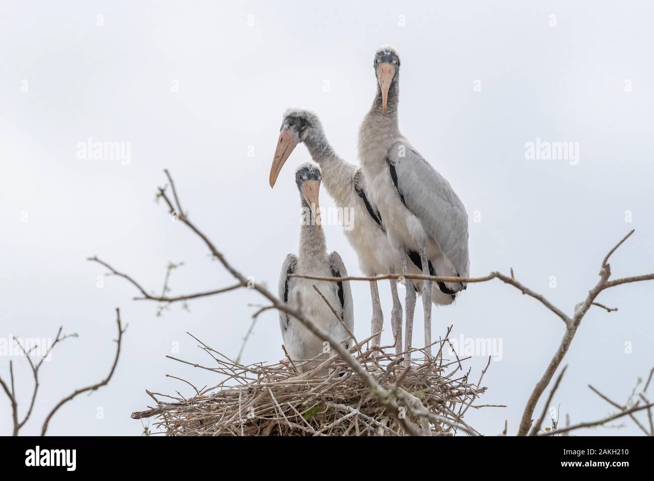 Brasilien, Mato Grosso, Pantanal, Jabiru (Jabiru mycteria), Nest mit Youngs Stockfoto