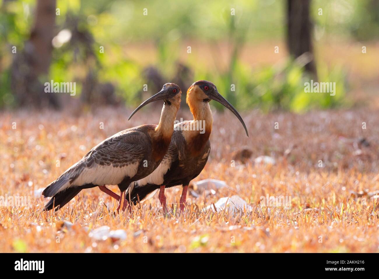 Südamerika, Brasilien, Mato Grosso, Pantanal, Buff-necked Ibis (Theristicus caudatus) Stockfoto