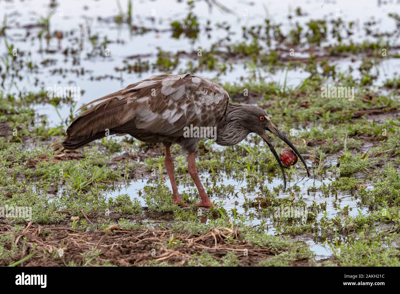 Brasilien, Mato Grosso, Pantanal, Plumbeous ibis (Theristicus Caerulescens), Essen eine rote Krabbe Stockfoto