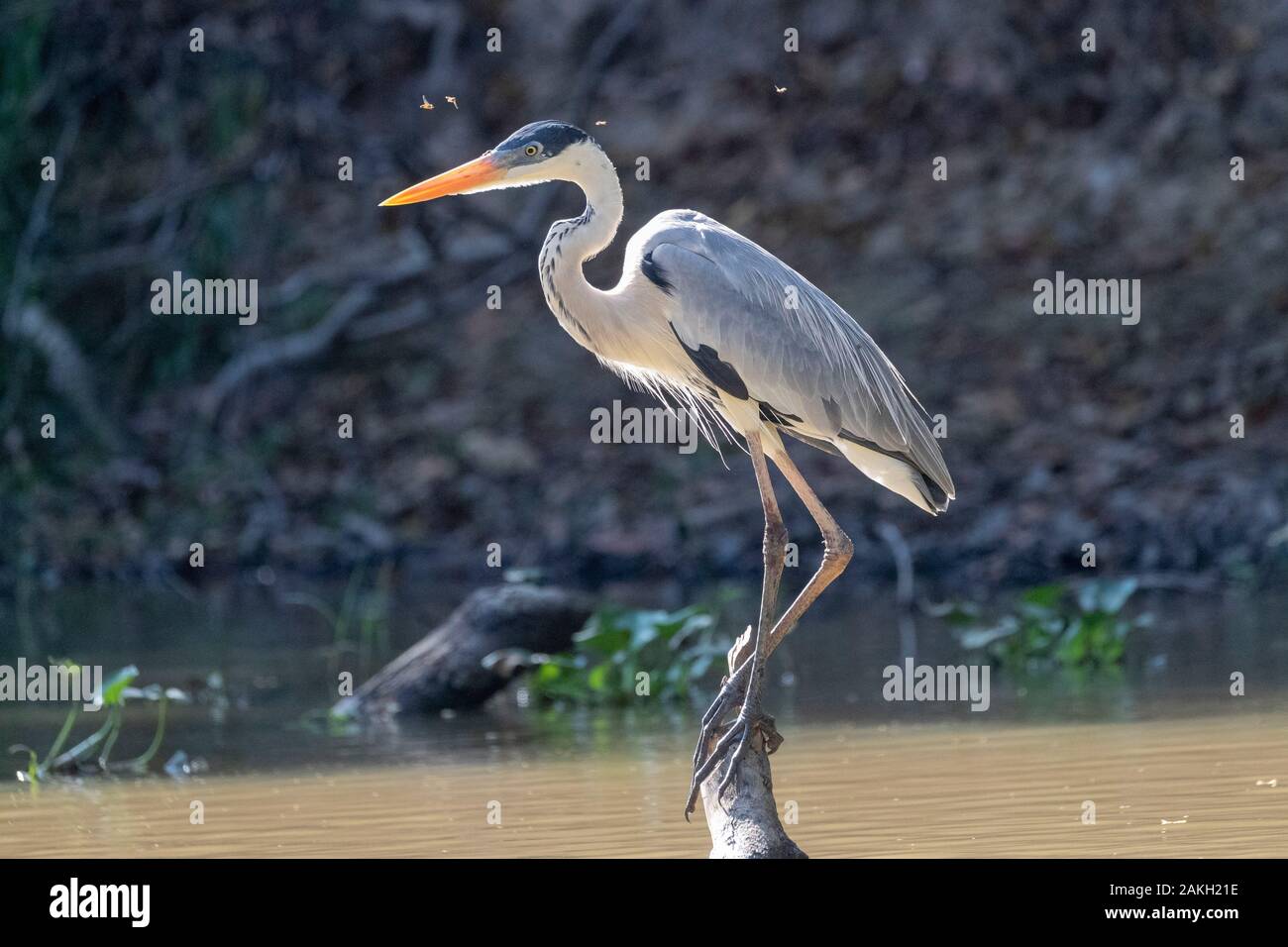 Brasilien, Mato Grosso, Pantanal, Cocoi Graureiher (Ardea cocoi), Stockfoto