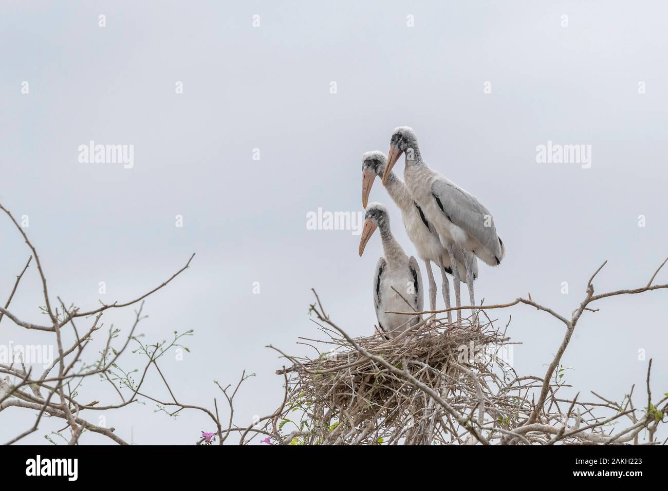 Brasilien, Mato Grosso, Pantanal, Jabiru (Jabiru mycteria), Nest mit Youngs Stockfoto
