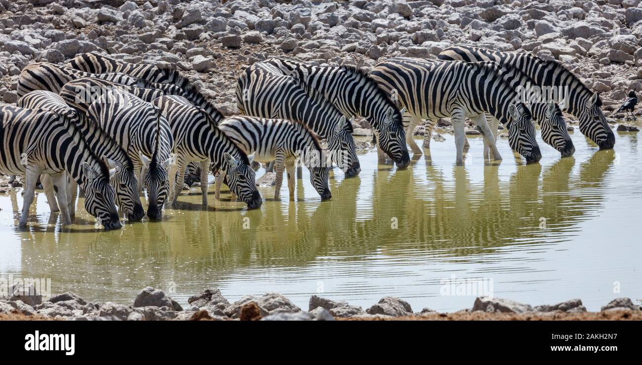 Namibia, Caprivi Provinz, Etosha Nationalpark, Burchell's Zebra (Equus quagga burchellii) Trinken an einem Wasserloch Stockfoto