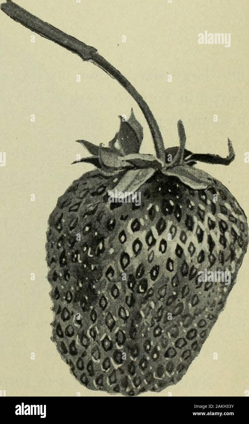 Jahresbericht der Fruit Growers' Association von Ontario, 1898. Hurford, Ontario, ist eine kräftige Züchter, Läufer reichlich, kurz, thusplacing Pflanzen dicht zusammen, der rostet schlecht an einigen Stellen; ist quiteproductive. Obst, groß ist, Crimson, Samen eingebettet ist, der nicht den Punkt wellat Farbe, in weiße Spitze, Berry. Fleisch, Rot, faire Qualität; die Beere manchmal hohl. Jahreszeit, Mittel zu spät. Anpassung, scheint gut in feuchten Böden zu tun, besonders whenit rostet nicht. S. WOOLVERTON. (Perfekt blühen.) entstand in Ontario von John wenig, von Granton, ungefähr 1889, und durch ihn, Stockfoto