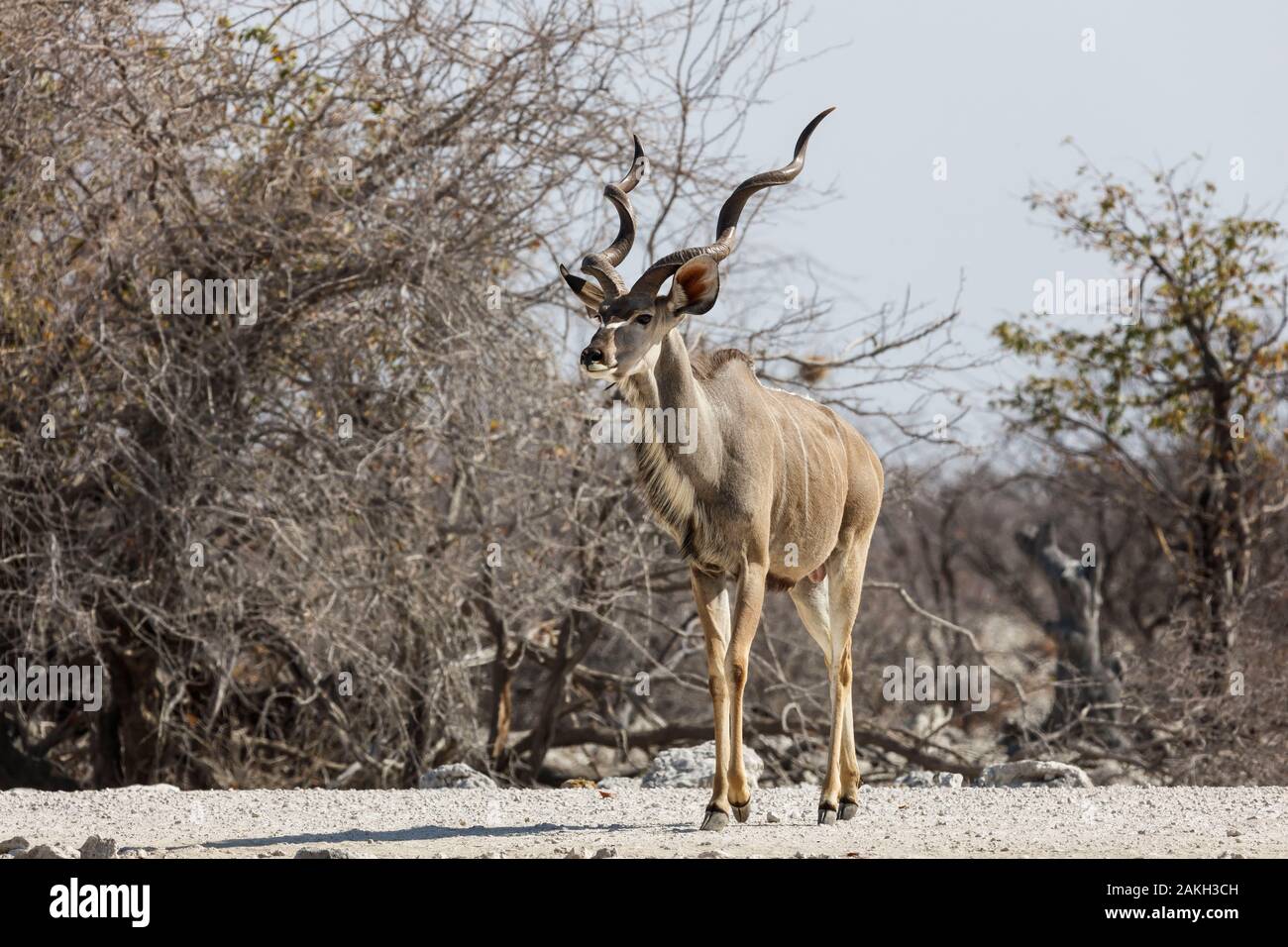 Namibia, Caprivi Provinz, Etosha National Park, mehr männliche Kudu (Tragelaphus strepsiceros) Stockfoto