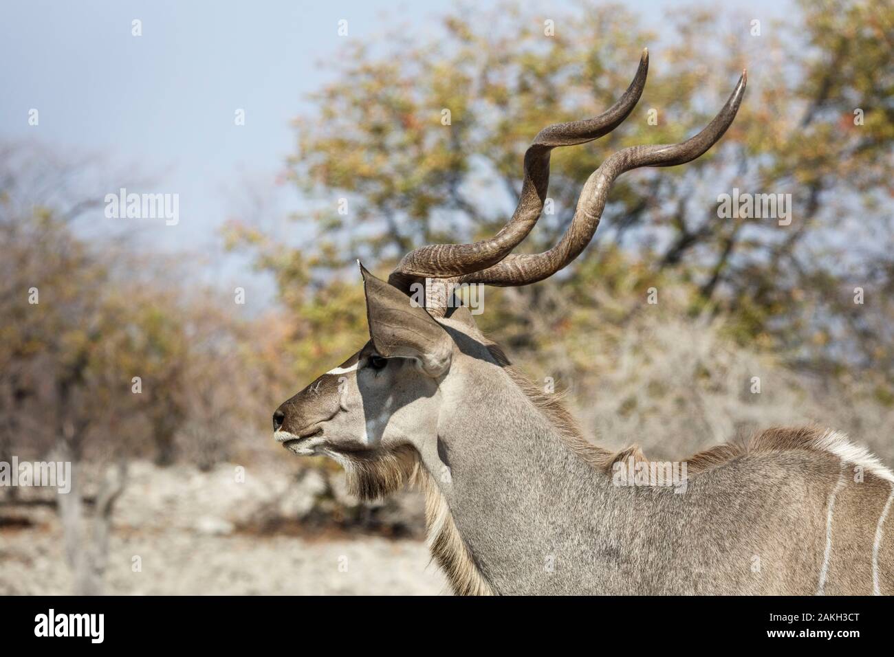 Namibia, Caprivi Provinz, Etosha National Park, mehr männliche Kudu (Tragelaphus strepsiceros) Stockfoto
