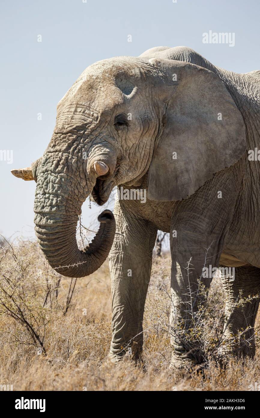 Namibia, Caprivi Provinz, Etosha Nationalpark, afrikanischen Busch Elefant (Loxodonta africana) essen Strauch Stockfoto