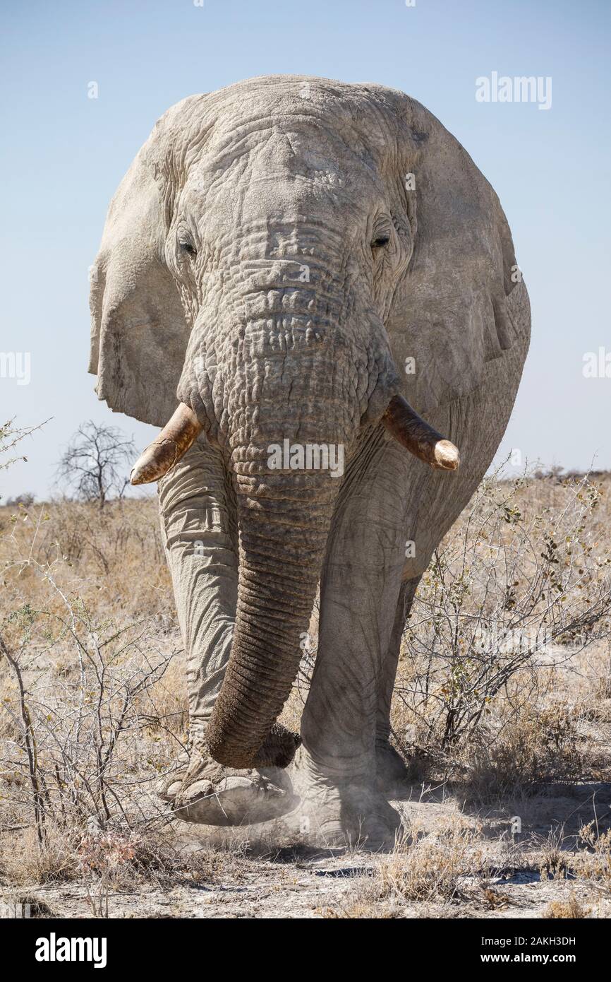 Namibia, Caprivi Provinz, Etosha Nationalpark, afrikanischen Busch Elefant (Loxodonta africana) Stockfoto