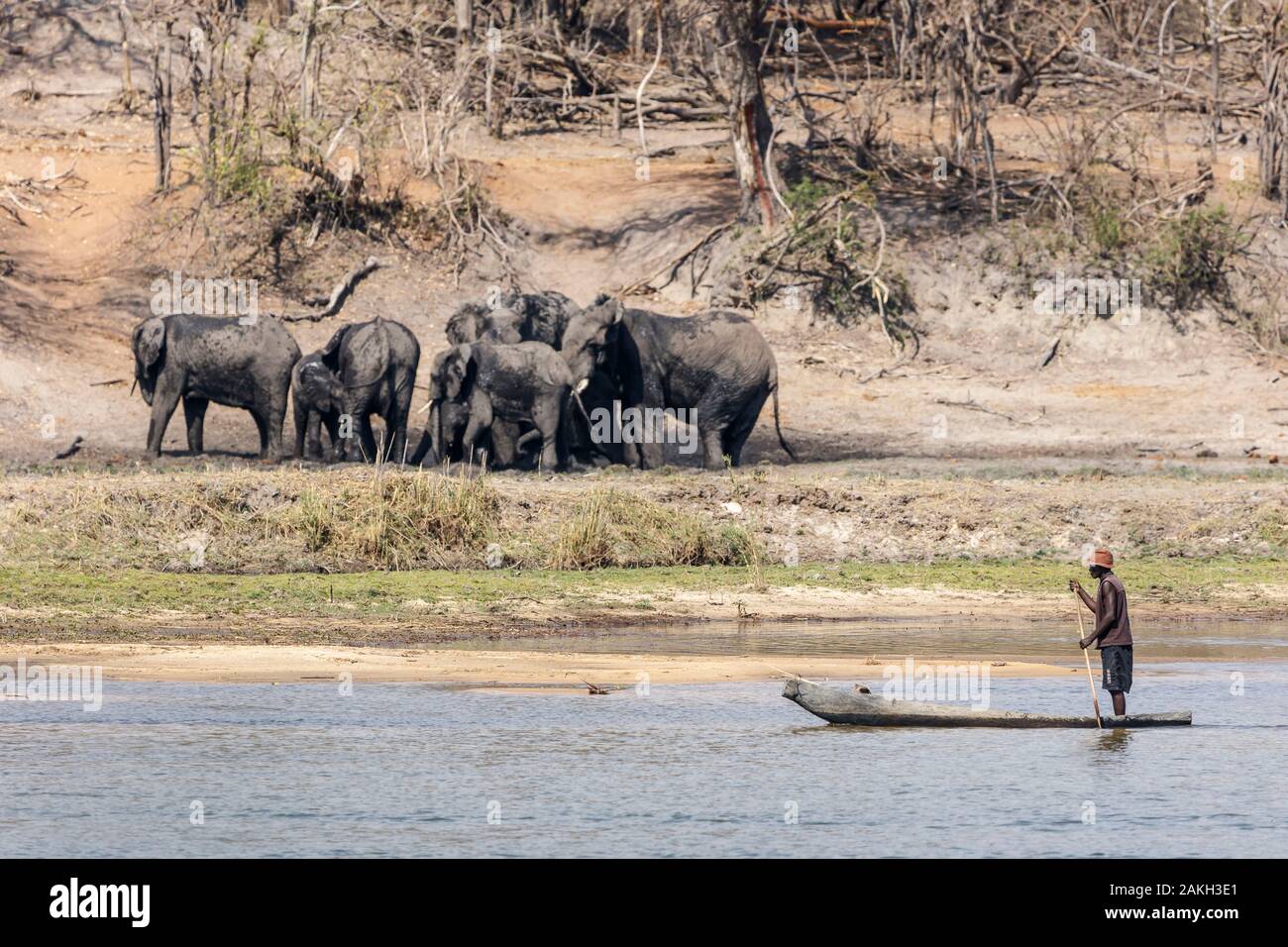 Namibia, Caprivi Provinz, Bwabwata National Park, Mann auf einem moroko (Kanu) auf dem Okavango Fluss vor dem afrikanischen Busch Elefantenherde (Loxodonta africana) Stockfoto