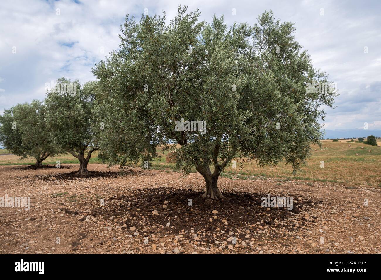Olivenbäumen in einem Hain, der Provence, Südfrankreich. Stockfoto