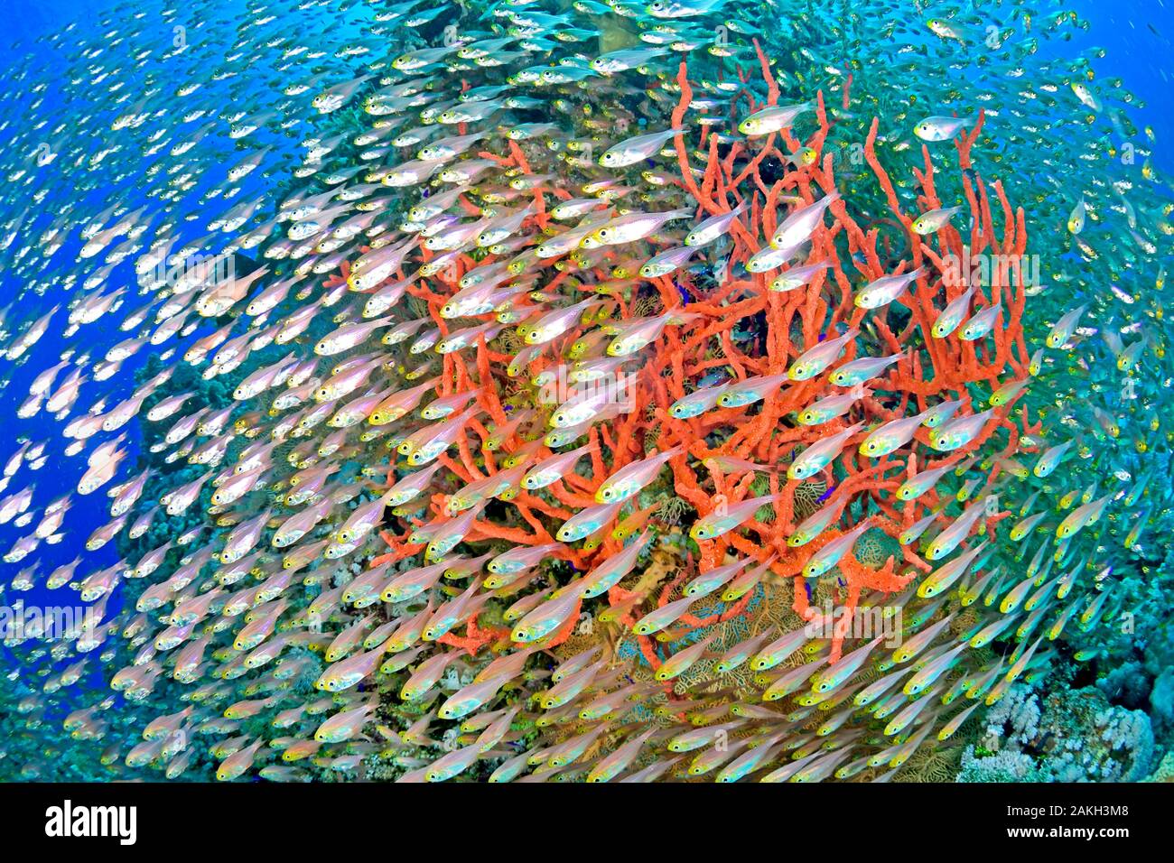 Egypte, Rotes Meer, Glas - Fische (Parapriacanthus guentheri) und rote buschige Schwämme Stockfoto