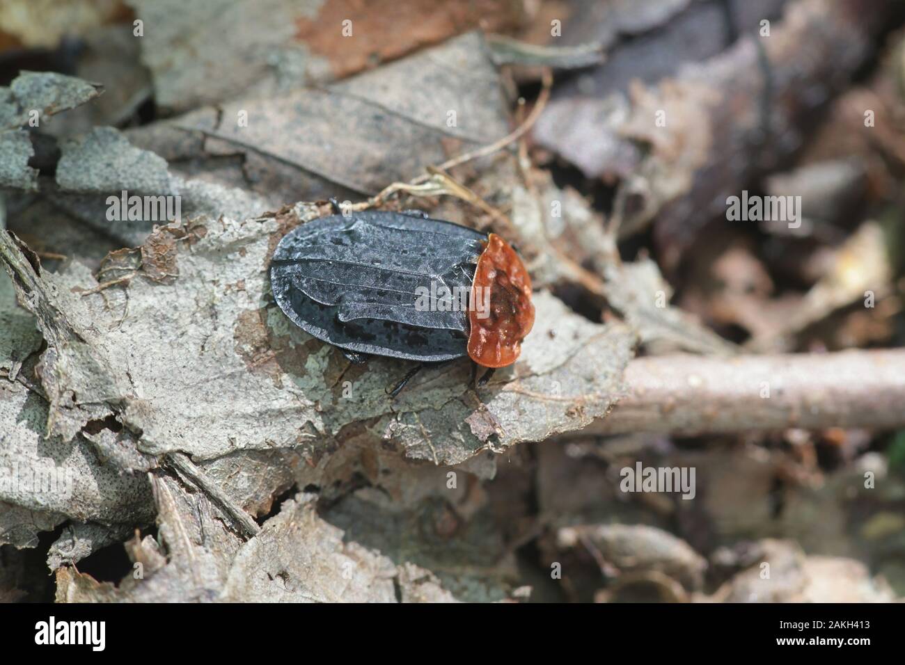 Oiceoptoma thoracica, wie das Red-breasted Carrion Beetle bekannt Stockfoto