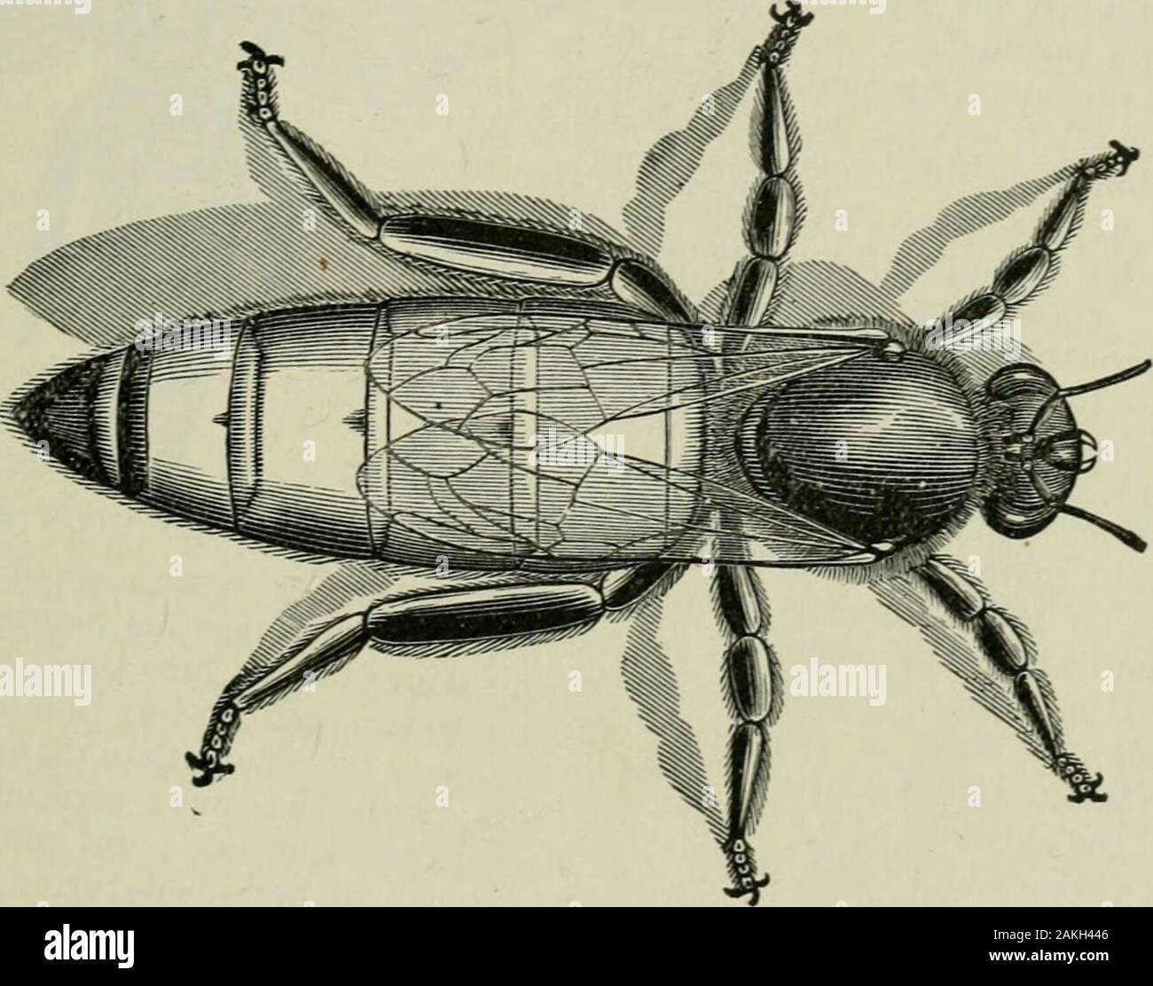 Das ABC der Biene Kultur: ein cyclopedia von jede Sache, die in Bezug auf die Pflege der Honig-Biene, Bienen, Honig, Nesselsucht, Arbeitsgeräte, Honig-Anlagen usw., Tatsachen von der Erfahrung von Tausenden von Imker alle über unser Land und später durch die praktische Arbeit in unserer eigenen Imkerei überprüft. Stockfoto