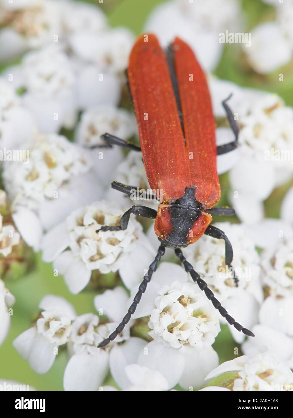 Lygistopterus sanguineus, einem roten net-winged Käfer aus Finnland Fütterung auf Schafgarbe Stockfoto