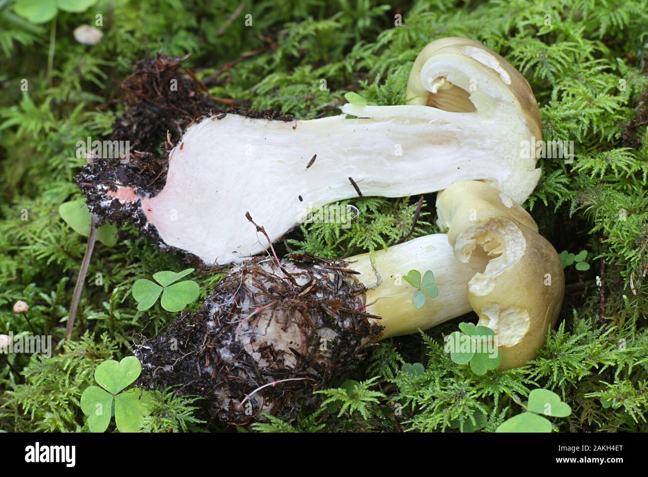 Tricholoma saponaceum, bekannt als die Seife duftenden Fliegenpilz, seifigen Ritter oder Seife tricholoma, wilde Pilze aus Finnland Stockfoto