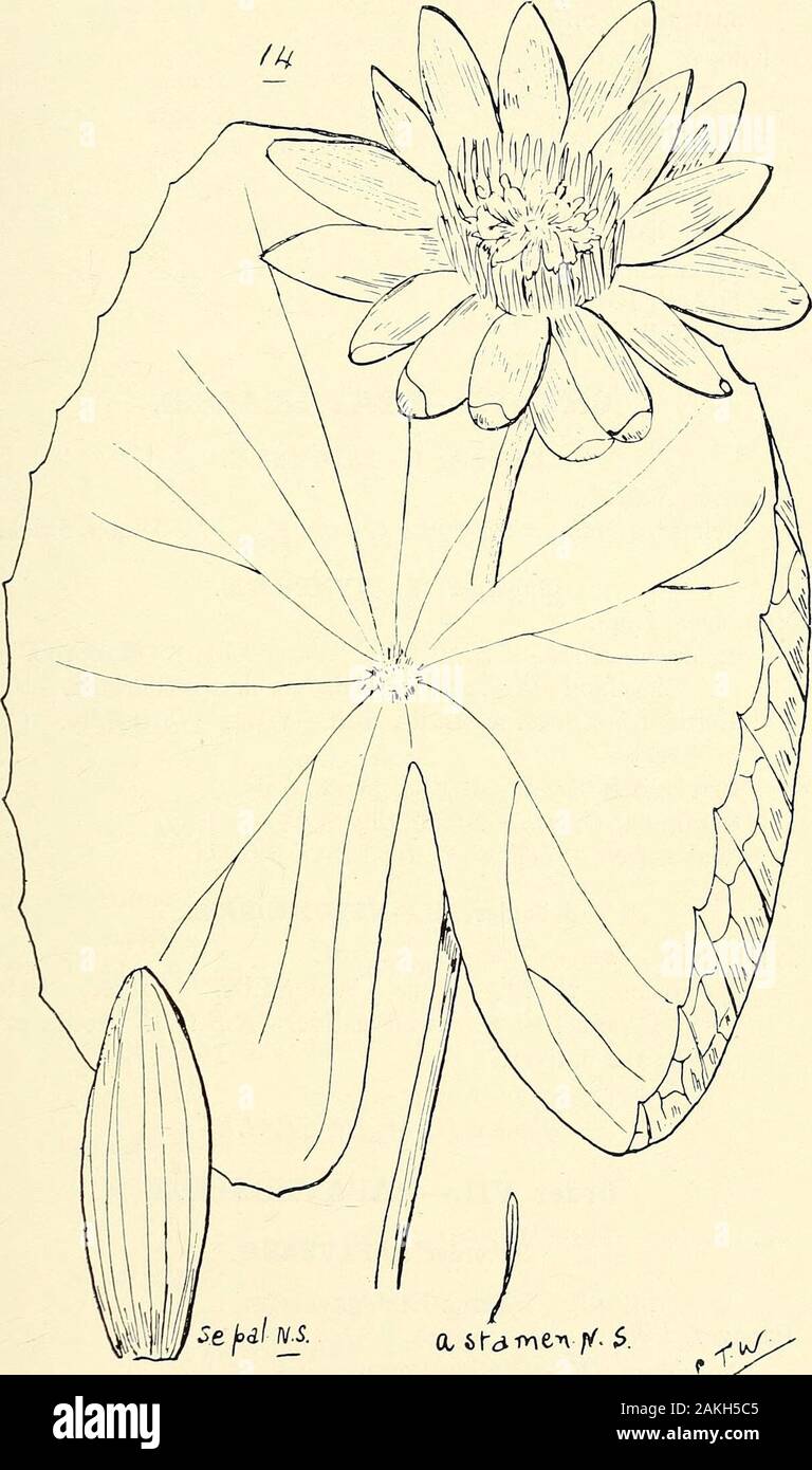 Umfassenden Katalog von Queensland Pflanzen, Einheimische und naturalizedTo, die hinzugefügt sind, soweit bekannt, die Aborigines und anderen volkstümlichen Namen; mit zahlreichen Abbildungen und reichlich Notizen auf die Eigenschaften, Funktionen, &c., der Pflanzen. 13. Stephania Bancroftii, Kaution. (A) Kelchblatt, b) Blütenblatt, Staubgefäß (c), (d) staminal Spalte Antheren, (e), (f), (g) putamen putamen auf seinen Rand gesehen, (a) - (e) Enl. ; (F) und (G) Nat. Größe. Vi. Nymphe^ACE ^. 31. &Gt; e f° dl N - S. 14. Nymfh. ea Lotus, Linn., var. austkalis, Kaution. 32 VI. NYMPILEACKE.-VII. PAPAVERACE^. Microclisia, Benth. australis, Benth. Adeiiopsi Stockfoto