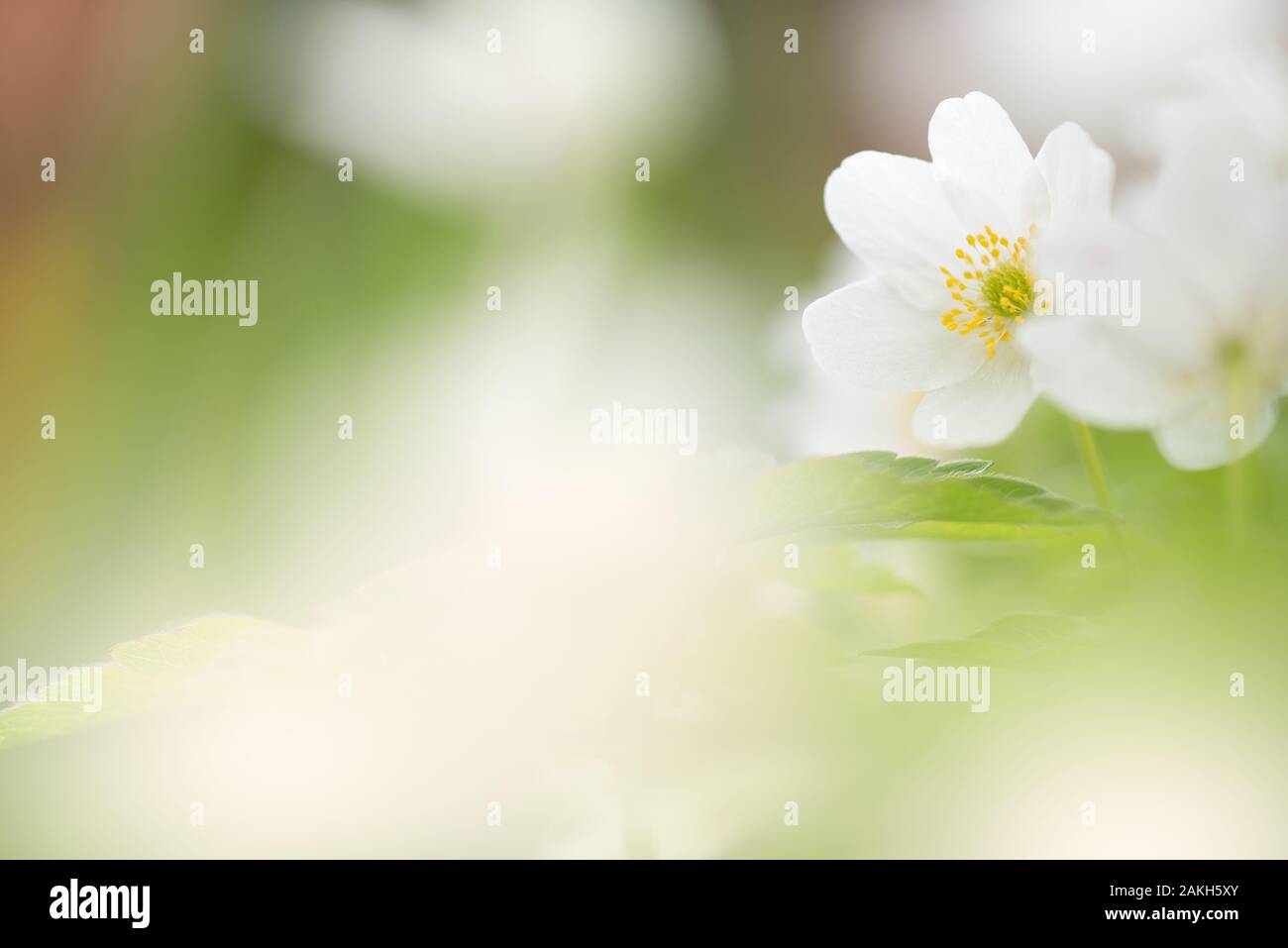 Buschwindröschen, Anemone officinalis, weiße Blumen im Wald. Stockfoto